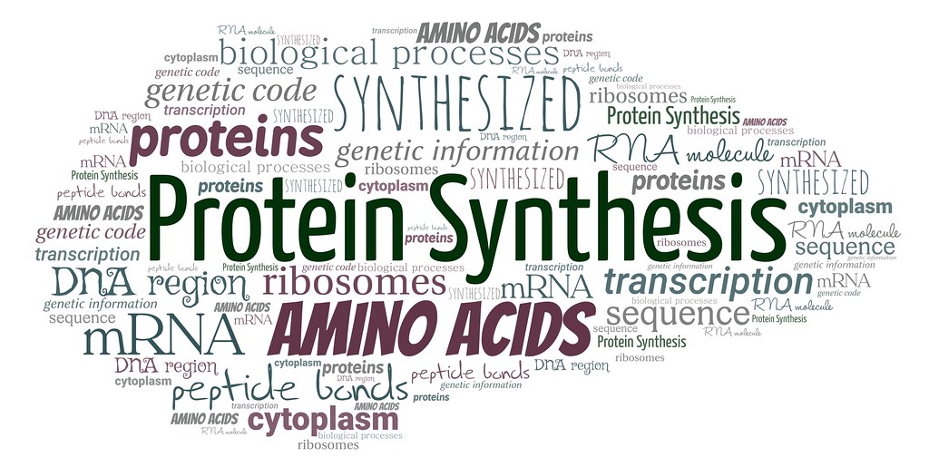 Cell Free Protein Synthesis