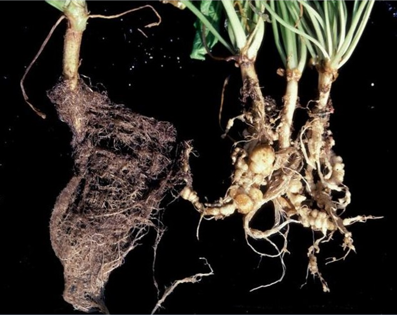 Nematicides