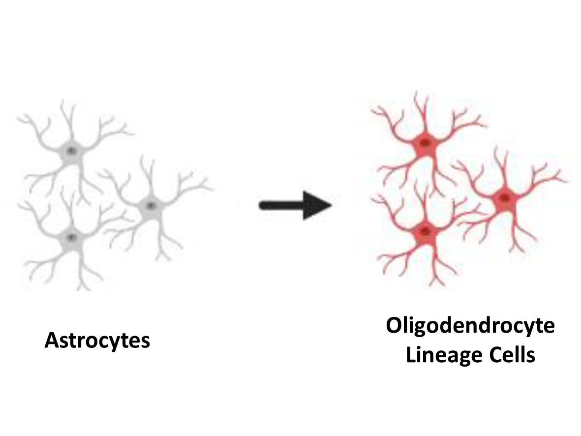 Astrocytes to Oligodendrocytes