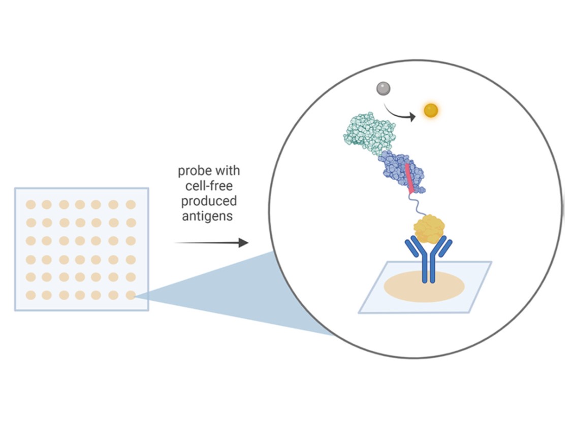 Cell Free Dot Blot