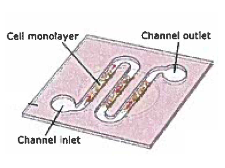 Endothelial Cell Assay