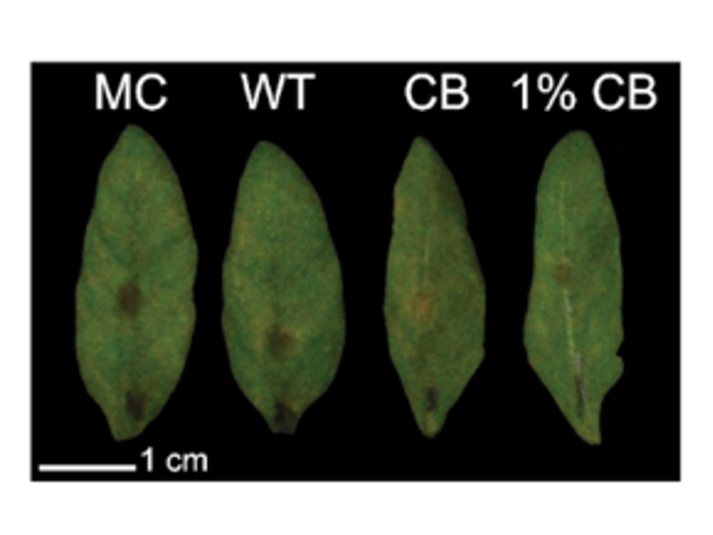 Biostimulant and Immune-Priming Molecule