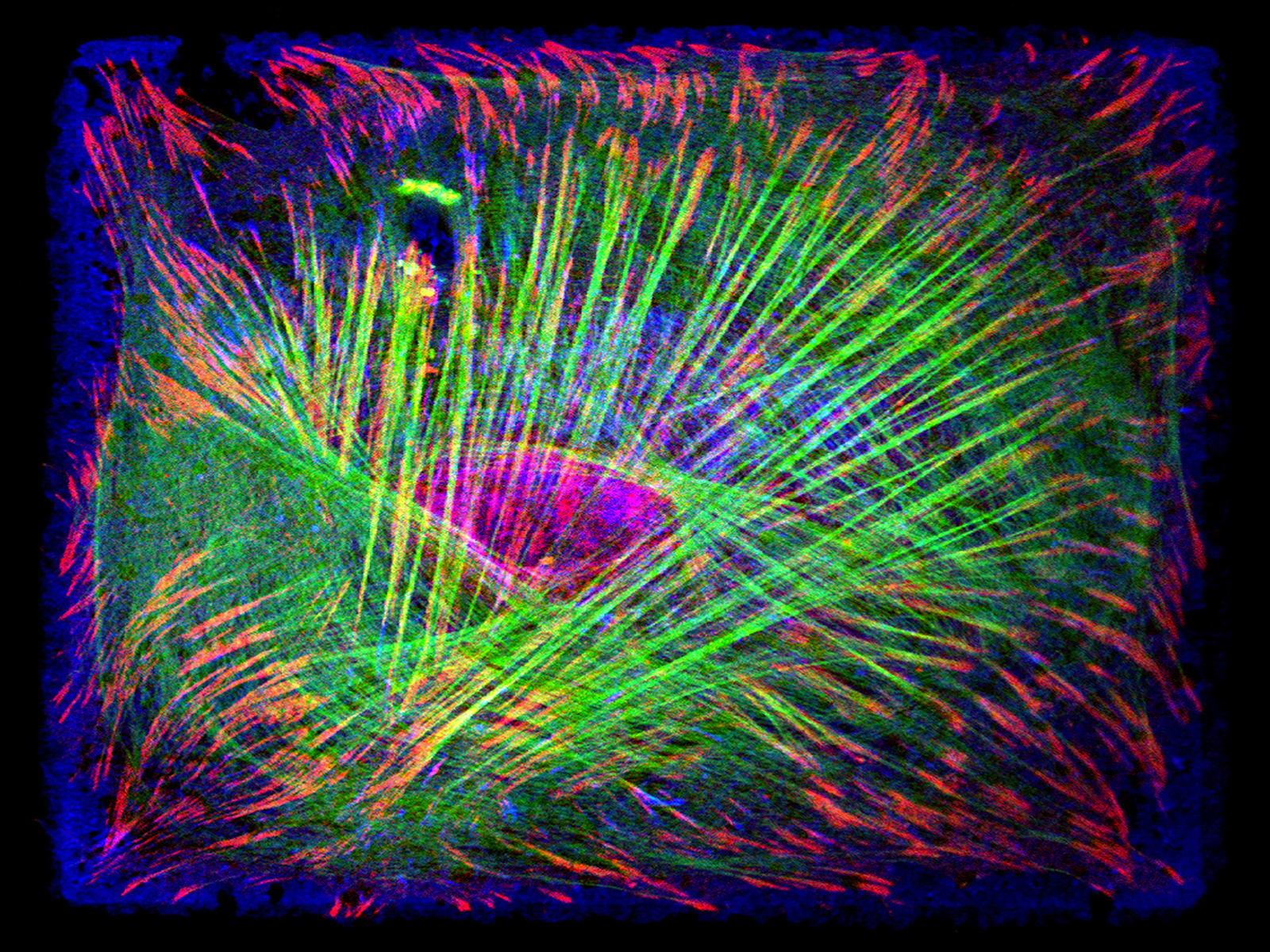 Confocal microscopy image of cell membrane structure