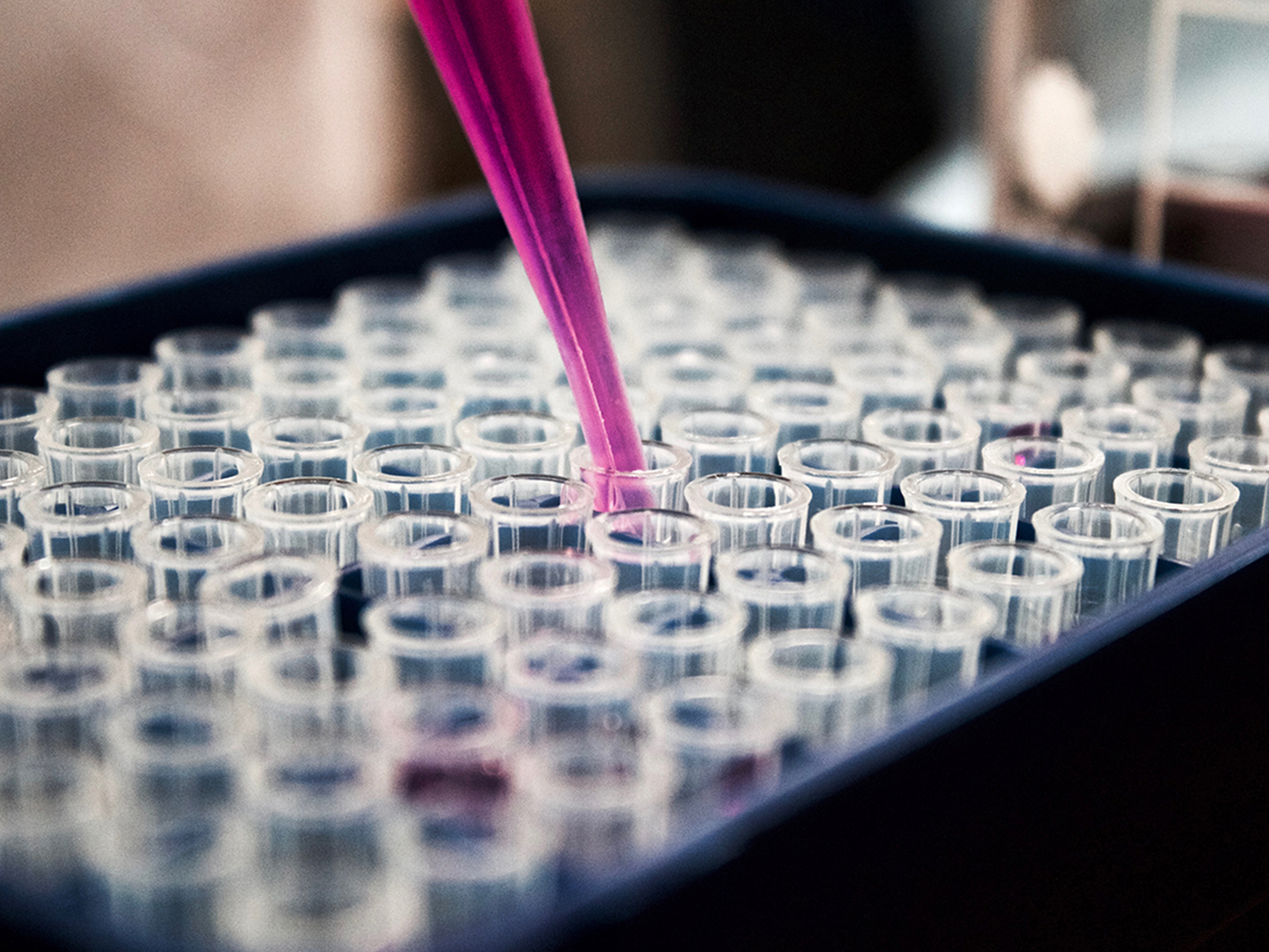 Pink solution pipetted into microtubes