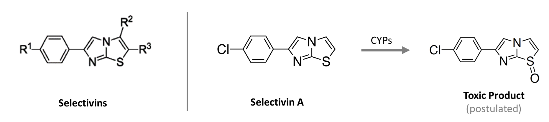 general structure of the selectivins