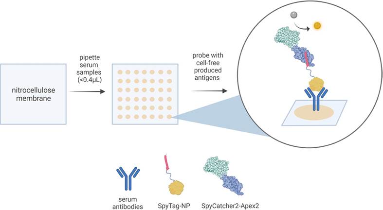A diagram of a cell-tree

AI-generated content may be incorrect.