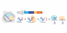 Image of CRISPR