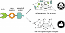 Image CRISPR