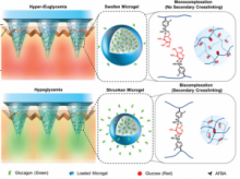 Image of Responsive Microgels and Microneedle