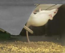 Image of mouse on cage