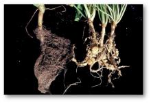 Plant Parasitic Nematodes Destroy Crops