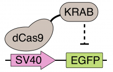 KRAB repression of gene transcription