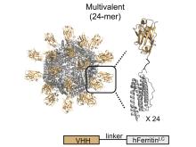 Multabody