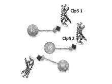 Protein Sequencing