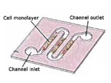 Endothelial Cell Assay
