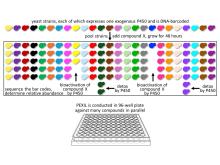 CYP450 Toxicity Screen