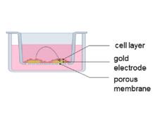 Impedence Monitoring of Biological Barrier Integrity